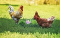 Chickens and rooster walk on the green grass near a festive basket of bright Easter eggs in the village in the spring