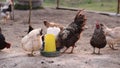 Chickens and roosters eating at the place of food intake. Feeding poultry on healthy food without GMOs