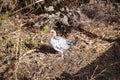 Chickens living wild on a piece of waste land in Los Realejos