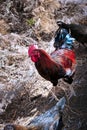 Chickens living wild on a piece of waste land in Los Realejos