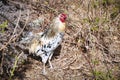 Chickens living wild on a piece of waste land in Los Realejos