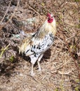 Chickens living wild on a piece of waste land in Los Realejos