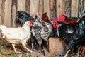 Chickens and roosters in the shed on the farm Royalty Free Stock Photo
