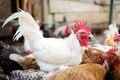 Chickens and roosters are walking in the farm coop. Floor cage free chickens is trend of modern poultry farming. Local business Royalty Free Stock Photo