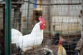 Chickens and roosters are walking in the farm coop. Floor cage free chickens is trend of modern poultry farming. Local business Royalty Free Stock Photo