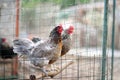 Chickens and roosters are walking in the farm coop. Floor cage free chickens is trend of modern poultry farming. Local business Royalty Free Stock Photo