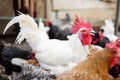 Chickens and roosters are walking in the farm coop. Floor cage free chickens is trend of modern poultry farming. Local business Royalty Free Stock Photo