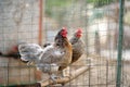 Chickens and roosters are walking in the farm coop. Floor cage free chickens is trend of modern poultry farming. Local business Royalty Free Stock Photo