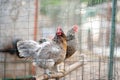 Chickens and roosters are walking in the farm coop. Floor cage free chickens is trend of modern poultry farming. Local business Royalty Free Stock Photo