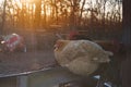 Chickens roosting near sunset with a sun flare Royalty Free Stock Photo