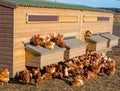 Chickens roosting on a hen hlouse