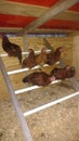 Chickens