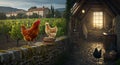 Chickens Roosting in Vineyard and Rustic Interior Scenes Royalty Free Stock Photo