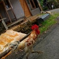 Chickens run around feeling to forage Royalty Free Stock Photo