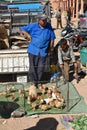 Chickens for sale in Morocco market Royalty Free Stock Photo