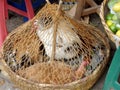 Chickens for sale in street market Royalty Free Stock Photo