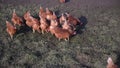 Free range hens pecking for food in early spring on meadow in the evening sun.
