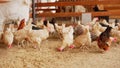 Chickens are seen standing together in a form pen, pecking in their enclosed area.