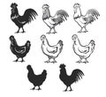 Chickens set vector illustration in black and white, contour and silhouettes.