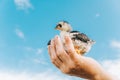 Chickens sit in the palm of the farmer and look into the distance, a symbol of freedom, against the blue sky Royalty Free Stock Photo