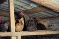 Chickens sitting in a chicken coop