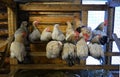 The chickens sitting on the roost