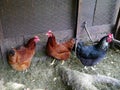 Chickens in small backyard coup Royalty Free Stock Photo