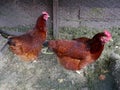 Chickens in small backyard coup Royalty Free Stock Photo