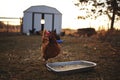 Chickens on a small farm in the country. Royalty Free Stock Photo