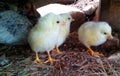 small yellow chickens farm family