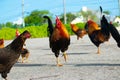 Chickens standing in the sunshine Royalty Free Stock Photo