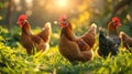 The chickens in sunlight.AI generated image Royalty Free Stock Photo