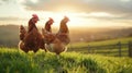The chickens in the sunset.AI generated image Royalty Free Stock Photo
