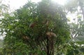 chickens take shelter in trees