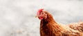 Hens walking in the farm yard. Royalty Free Stock Photo