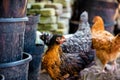 Hens walking in the farm yard. Royalty Free Stock Photo