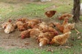 Chickens on a traditional poultry farm. Lacking focus, blur