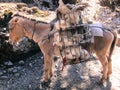 Chickens Transported by Work Mule