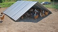 Chickens Under Shade Structure