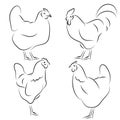 Chickens vector, hand draw sketch. Rooster Icons set