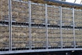 Chickens are waiting in cage for transport to be brought to the halal slaughterhouse in Zevenhuizen