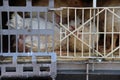 Chickens are waiting in cage for transport to be brought to the halal slaughterhouse in Zevenhuizen