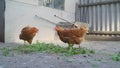 Chickens walking in the wild. Chickens are walking around the spring farm Royalty Free Stock Photo
