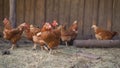Chickens walking in the wild. Chickens are walking around the spring farm Royalty Free Stock Photo