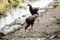 chickens walking together