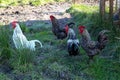Chickens Wandering Around in a Farmyard Royalty Free Stock Photo