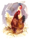 Chickens Watercolor Bird Illustration Hand Painted Royalty Free Stock Photo