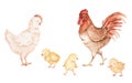 Chickens Watercolor Clipart, Baby Chick Watercolor Illustration, Watercolor Cock Illustrations