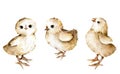 Chickens watercolor illustration isolated on white background. Birds, chicken chicks