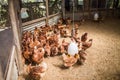 Chickens that were raised at Farm de lek.